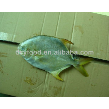 Golden Pomfret Fish